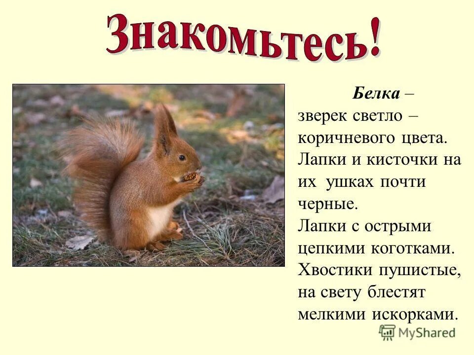 Какую пользу приносят белки
