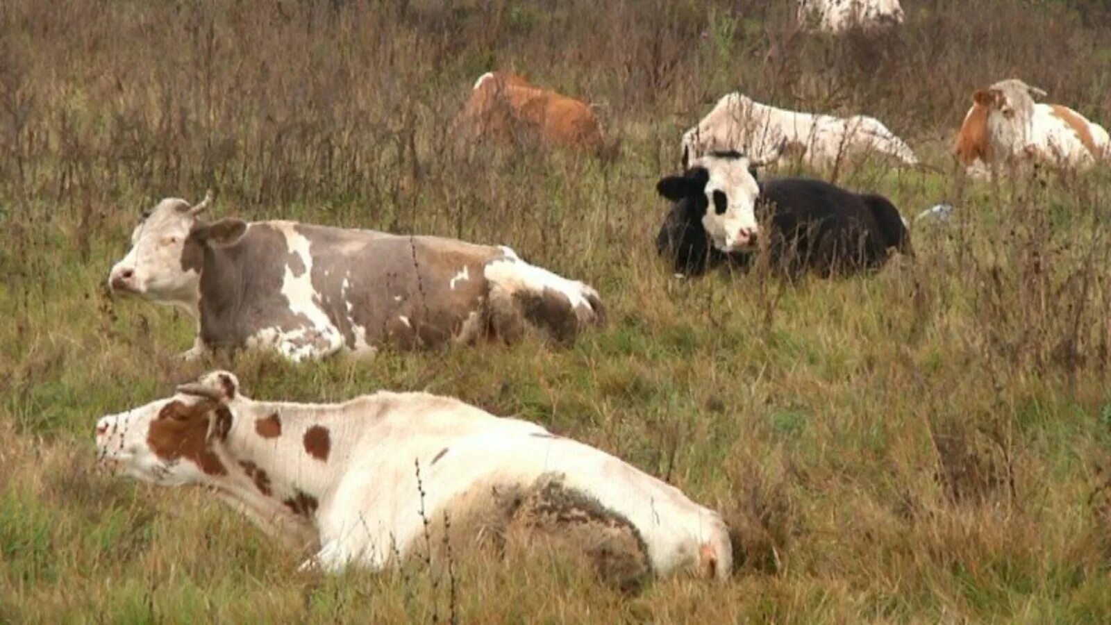 Орловская область коровы. Профилактика краж скота.