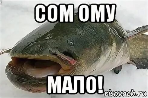 Посуди сома. Сом мем. сома мем. посуди сома мем. рыба сома мем.