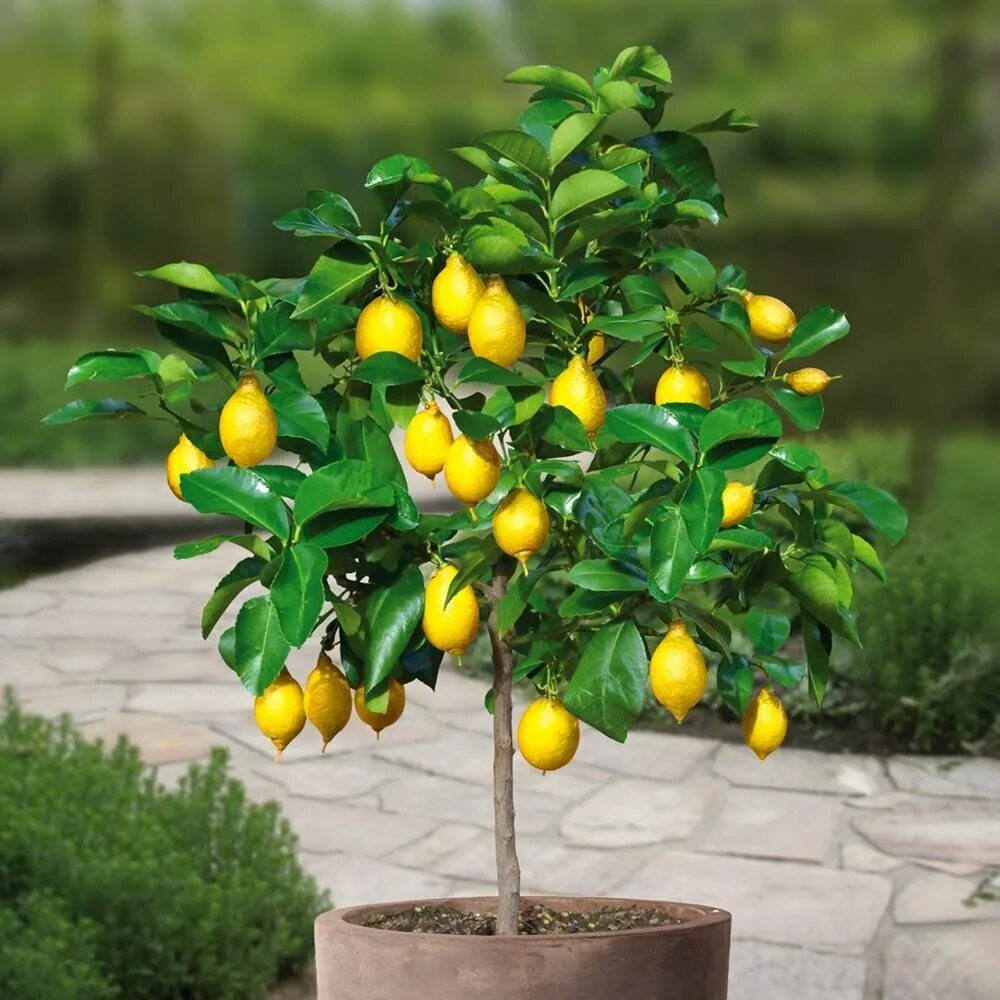 Lemon Tree (лимонное дерево). Цитрус (комнатное растение) лимон Мейера. Лимон (Citrus Limon). Саженец лимона Мейера