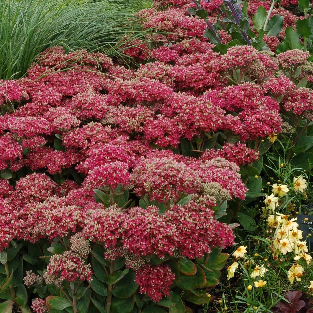 Седум цветок многолетний фото. Очиток телефиум. Очиток телефиум (Sedum telephium `Munstead Dark Red`). Седум Mr. Goodbud. Очиток Видный Mr. Goodbud.