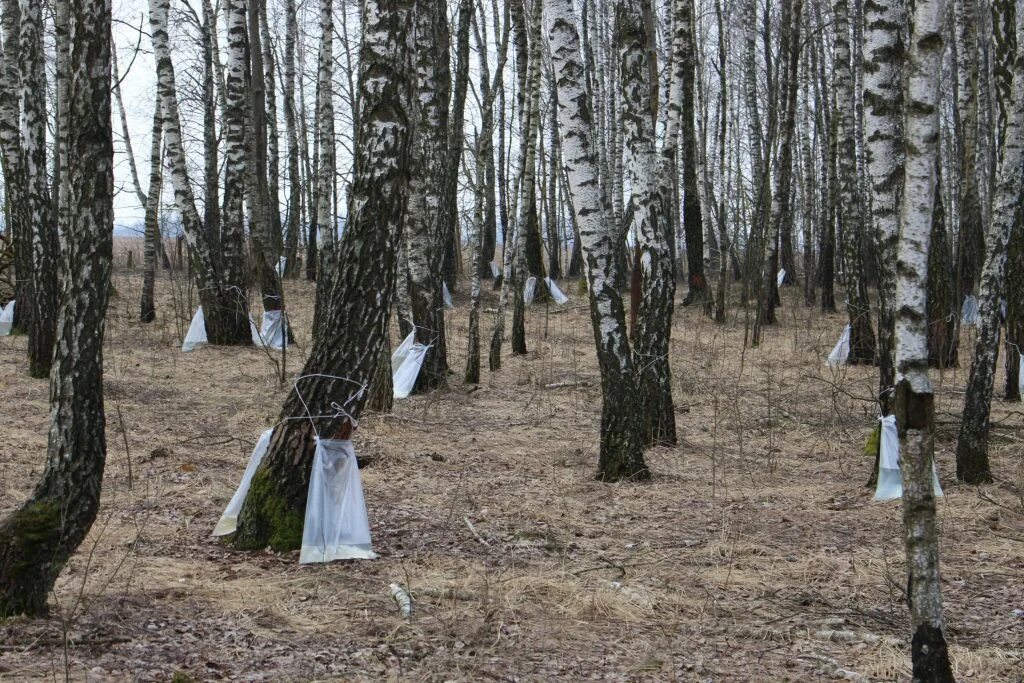 Заготовка березового сока. Купить берёзовый сок в лесхозе минского района. Лесхоз березовый сок. Подсочка березы. Заготовка березового сока в белоруссии.