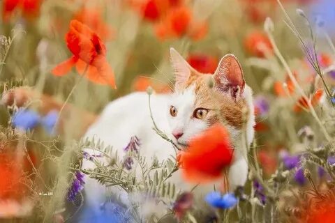 Кот мак