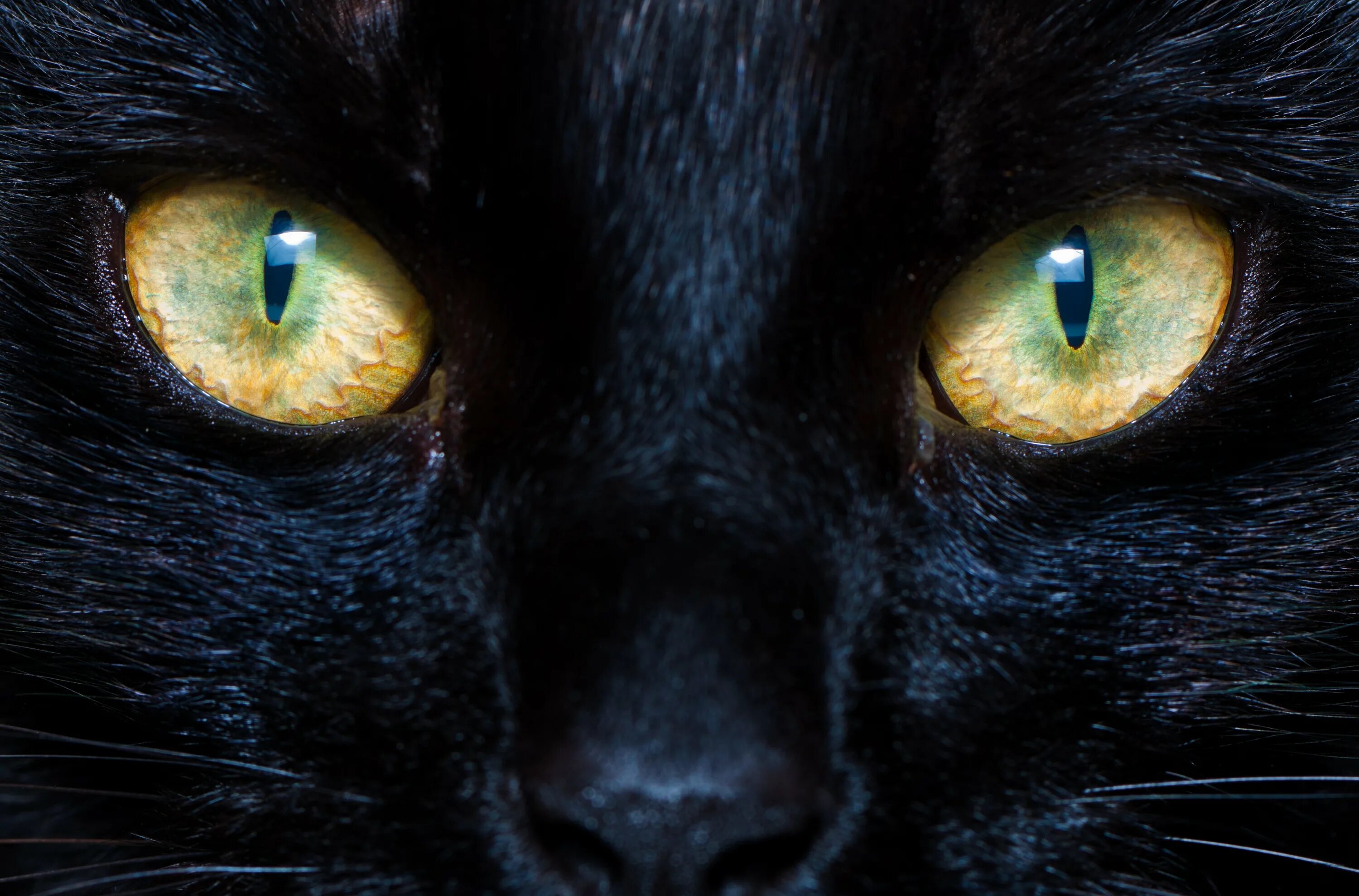 Лицо черного кота