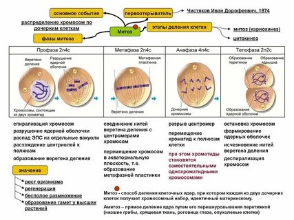 Соматические клетки строение и функции