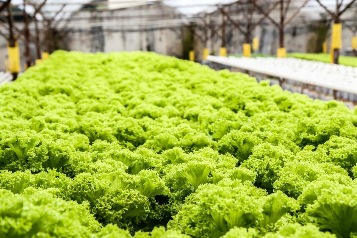 Латук посевной гидропоника. Микрозелень lettuce. Салат Айсберг на гидропонике. Зелень на гидропонике. Технологии выращивания растений в регионе