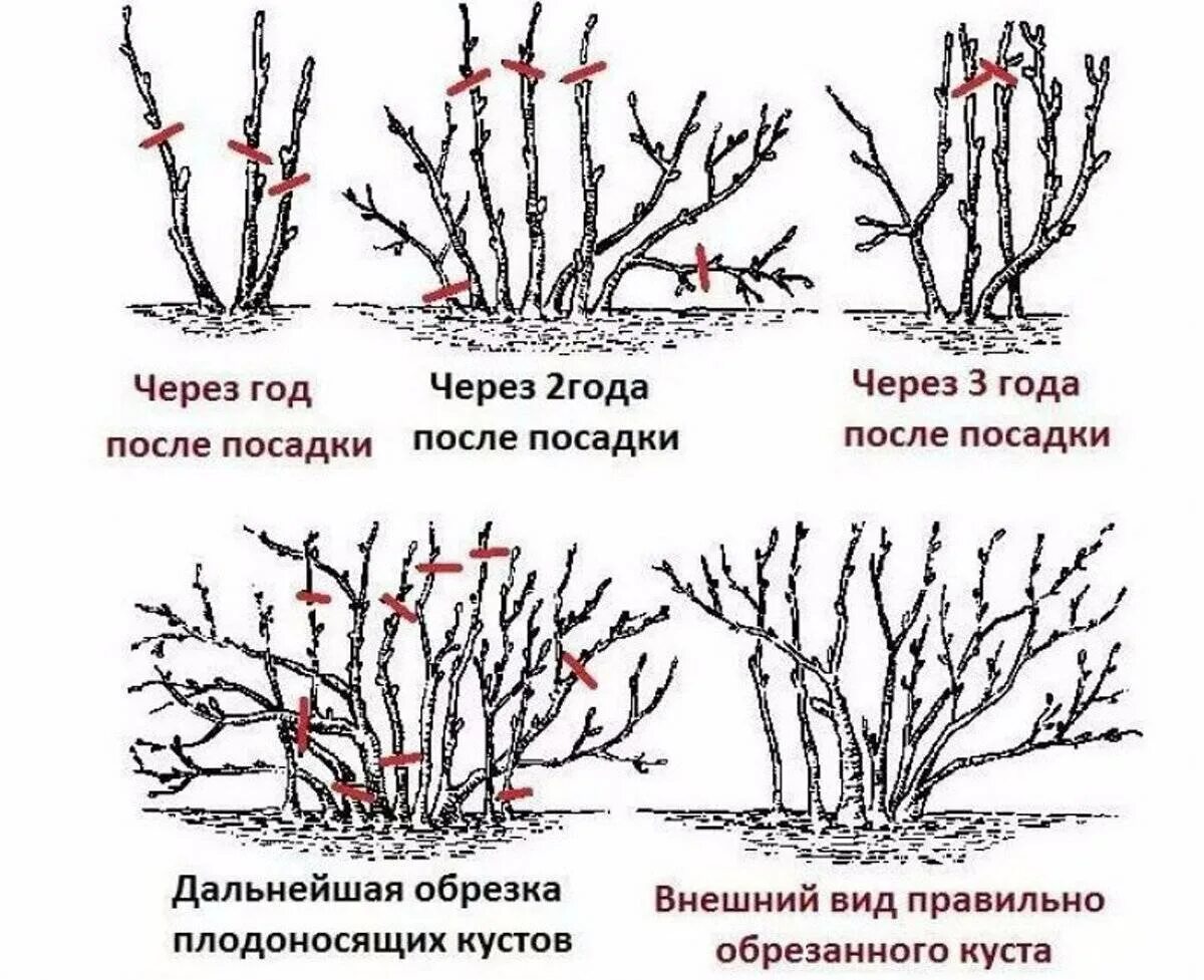 На какой год плодоносит вишня после посадки