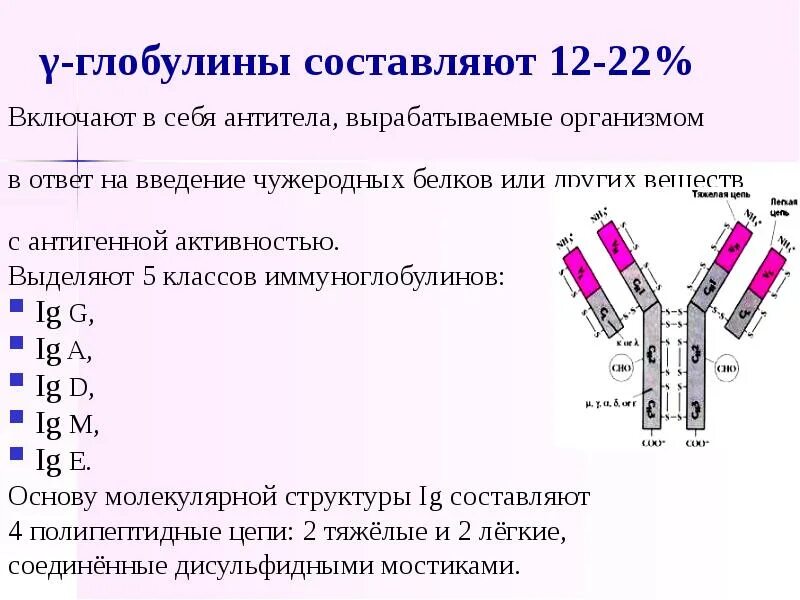 Иммуноглобулин матери. Гамма иммуноглобулин функции. Иммуноглобулин структура белка. Гамма глобулины это иммуноглобулины. Иммуноглобулины плазмы крови.