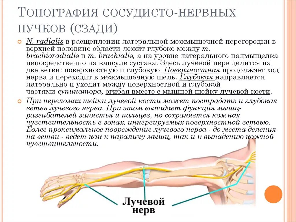 Что такое сосудистые пучки какую функцию они