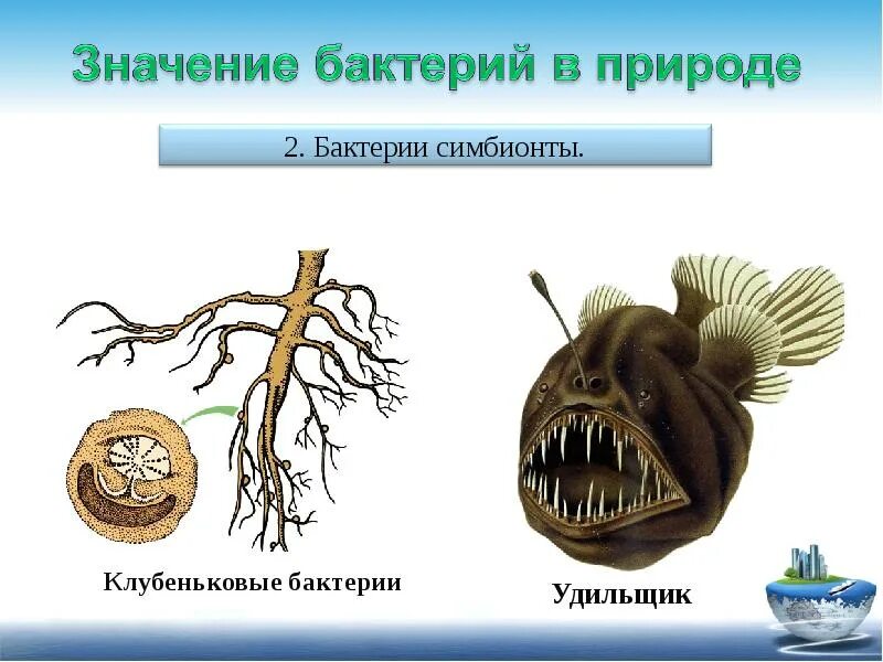 Симбионтом человека является. Бактерии симбионты. Значение бактерий симбионтов в природе. Симбионты в природе. Бактерии симбионты человека.