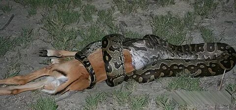 Python swallowed the process of African antelope 
