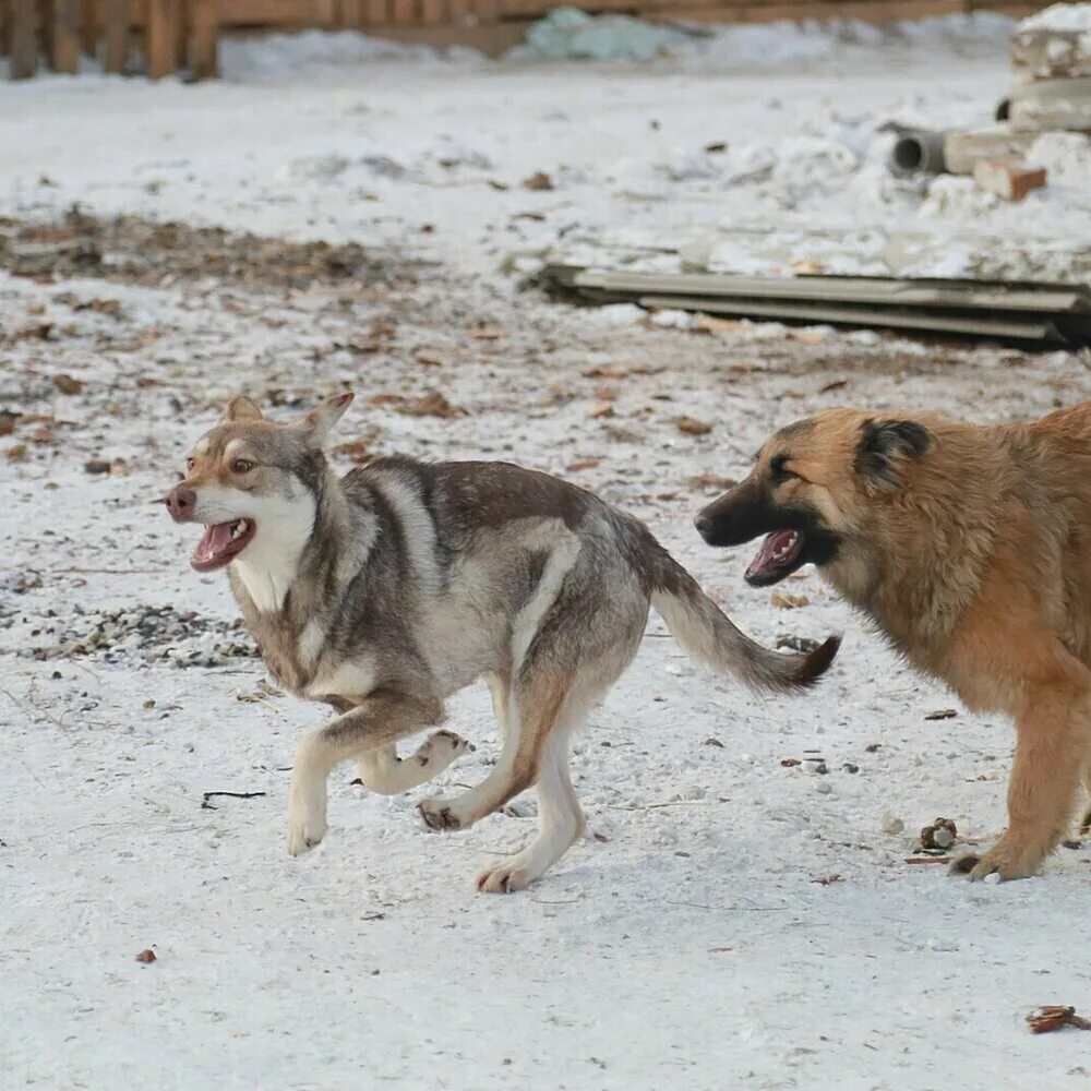 бездомные собаки нападают. бездомные собаки нападают. бездомные собаки нападают на людей. стая собак. бездомные собаки нападают.