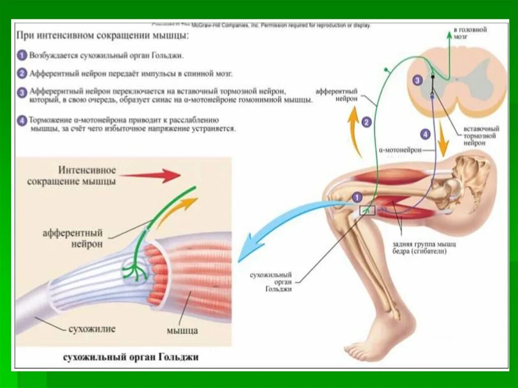 Рефлекс с сухожильных рецепторов Гольджи. Сухожильный рефлекс Гольджи схема. Рефлекс от сухожильных органов Гольджи. Рецепторы растяжения мышечные веретена.