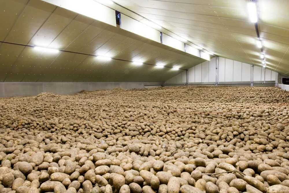 Хранилище картошки. Условия хранения и сроки хранения корнеплодов. Картофель и корнеплоды хранят. Условия хранения свеклы. Условия хранения картофеля.