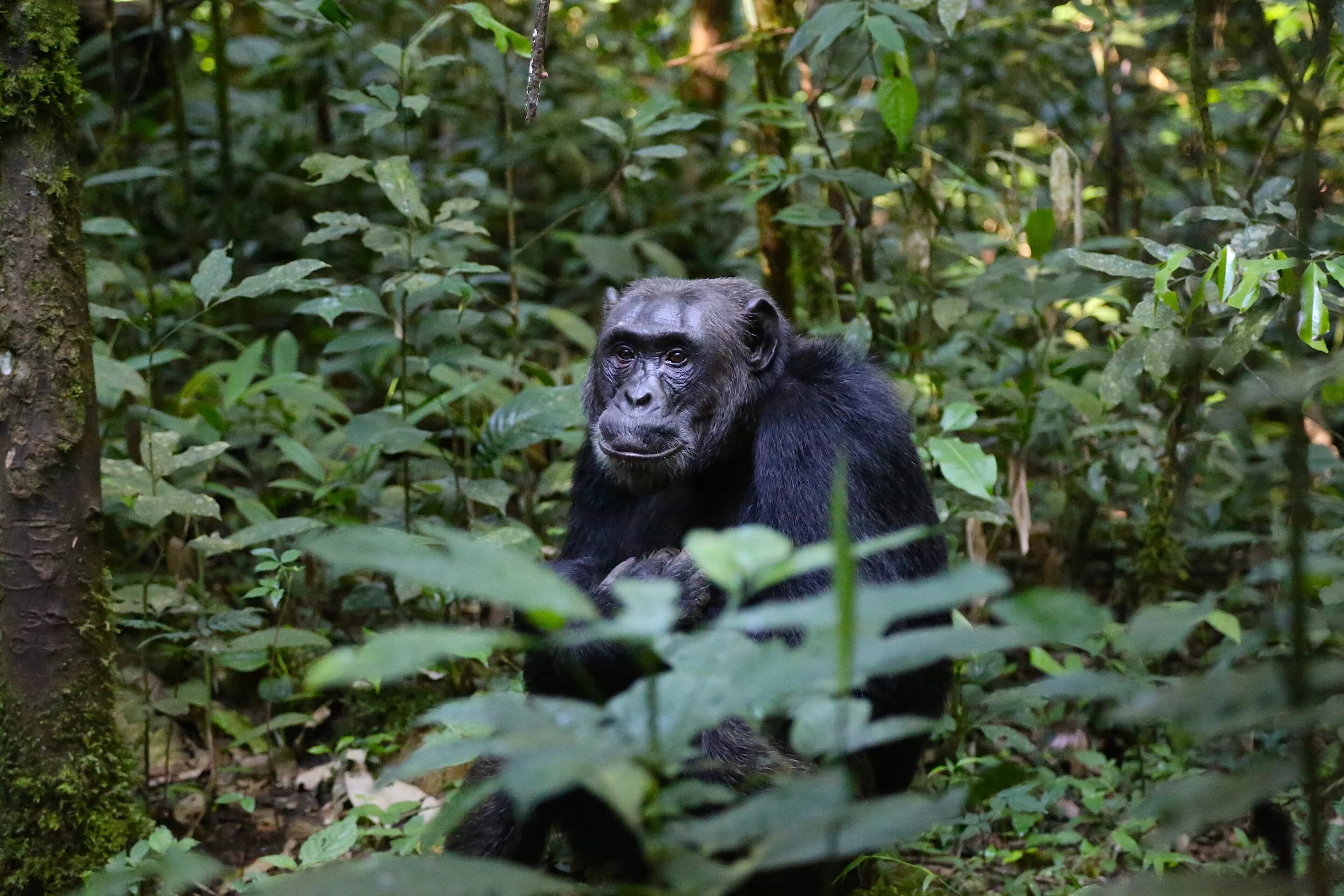 Обитание обезьян. Джунгли Африки шимпанзе. Африканские джунгли с шимпанзе. Шимпанзе в Африке. Гомбе-стрим национальный парк.