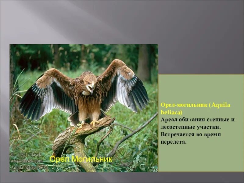 Орел могильник ареал. Среда обитания орла. Приспособления орла. Орел могильник место обитания.