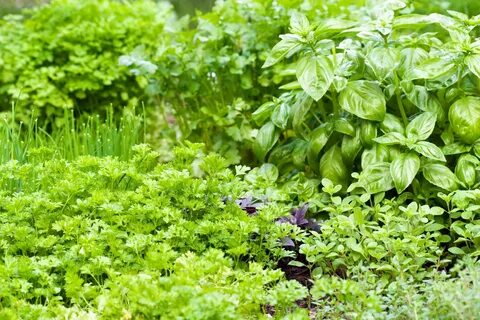 Plant herbs