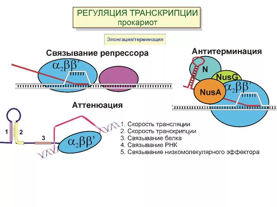 Презентация на тему: Механизмы регуляции активности ферментов