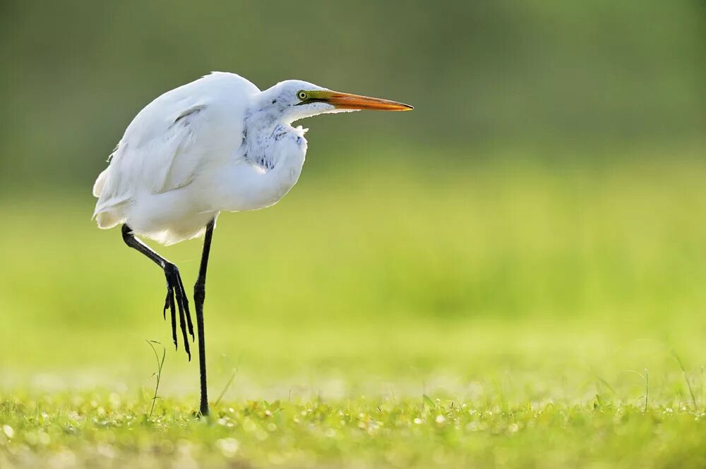 Цапля на одной ноге. Ноги журавля. Цапля стоит. Цапля стоит. Цапли израиля.