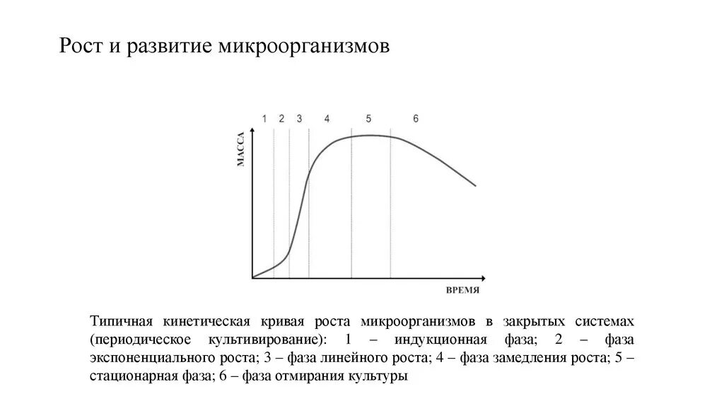 Стационарная кривая. Кинетическая кривая роста микроорганизмов в закрытых системах. Кривая роста микроорганизмов график. Кинетические кривые роста микроорганизмов в закрытых системах.. Кривая роста популяции бактерий.