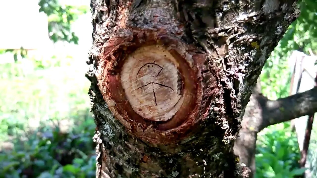 Чем замазать срезы деревьев после обрезки. Замазка для срезов деревьев. Для замазывания среза дерева. Садовый вар на срезе дереве.