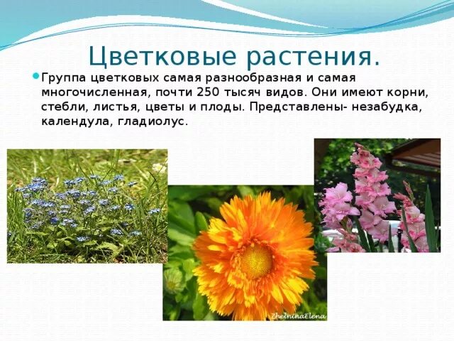 Цветковые растения включают два класса. Разнообразие цветковых растений. Название растений цветковых растений. Сообщение о цветковых растениях. Группа растений цветковые.