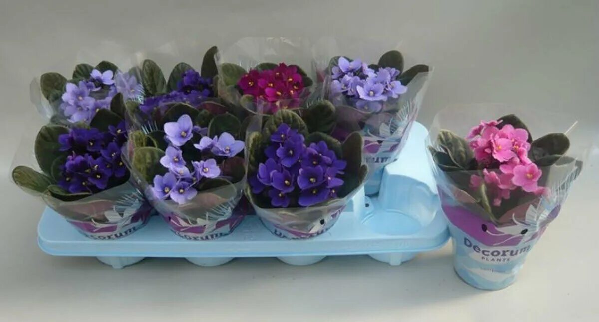 Фиалка инова спектра микс. Сколько стоят фиалки. Выставка фиалок в москве на пятницкой. Фиалка тренди микс. Фиалка микс d9 h15.
