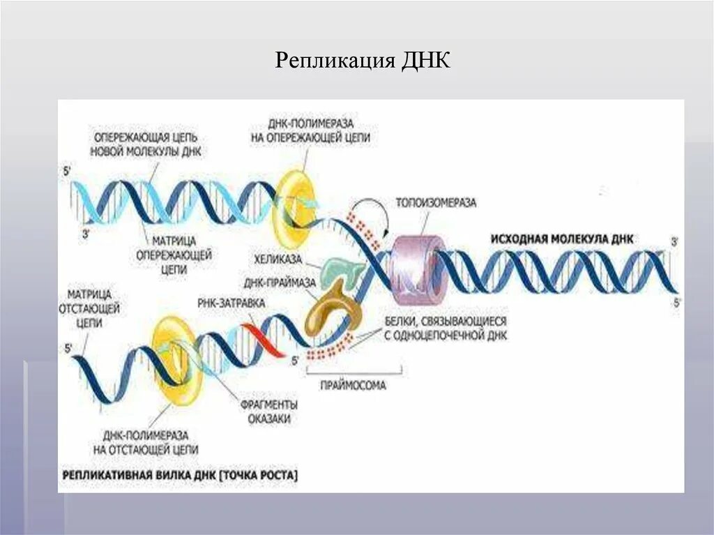 Репликация процесс удвоения ДНК схема. Схема репликации молекулы ДНК. Биологии репликация ДНК схема. Схема процесса репликации ДНК. Репликация в биологии