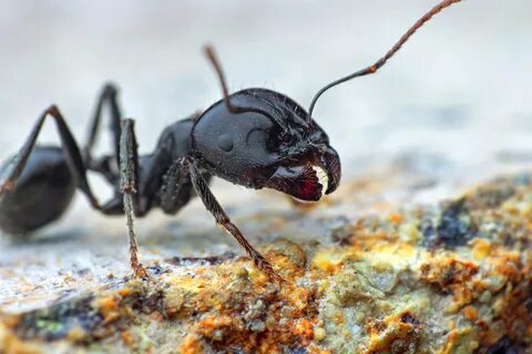 Black ant муравьи