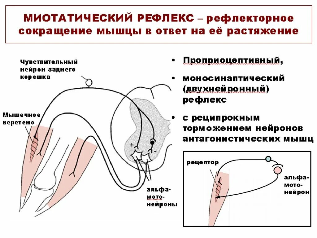 Миотатический рефлекс рецепторы. Сухожильные рефлексы физиология. Рефлекторная дуга миотатического рефлекса. Схема дуги миотатического рефлекса.