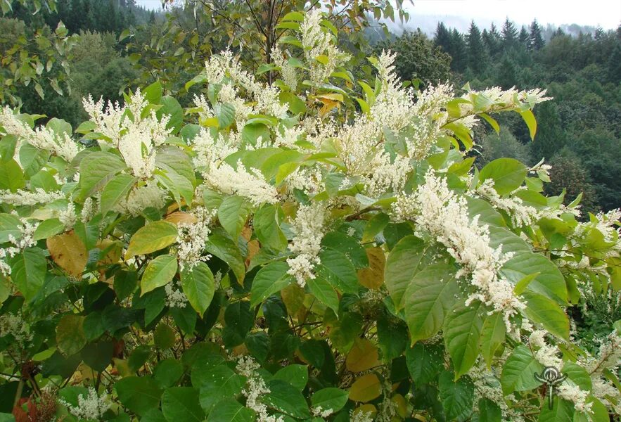 Горец Вейриха. Горец (гречиха) Вейриха. Растение Горец Вейриха. Горец куст.