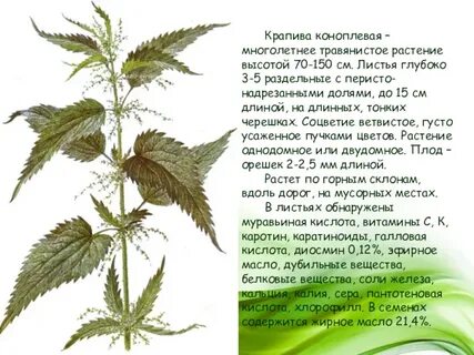 Рассмотрите изображение листа травянистого растения