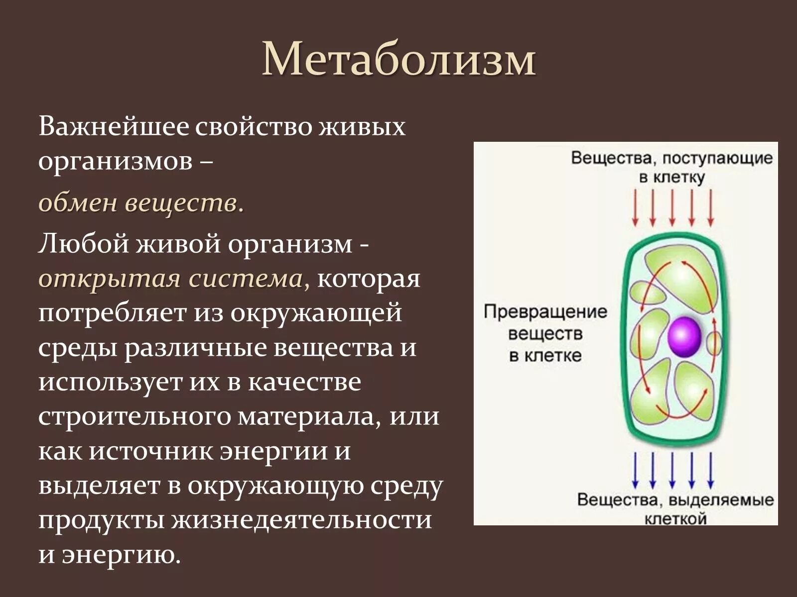 Энергия живых клеток организма. Обмен веществ живых организмов. Метаболизм клетки. Метаболизм живых организмов.