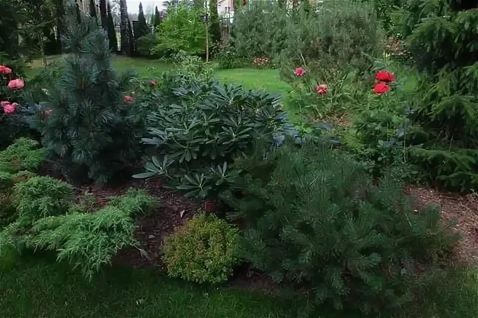 Миксбордер хвойники пионы розы. Рододендрон в миксбордере. Клумба с гортензиями и хвойниками. Древовидный пион в ландшафте. Хвойные пионы.