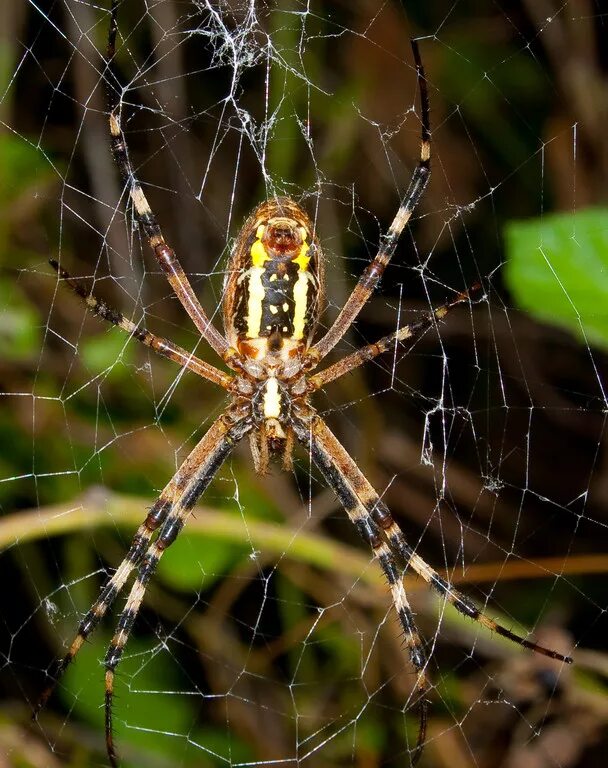 Olios sericeus. Ria.City - городские новости