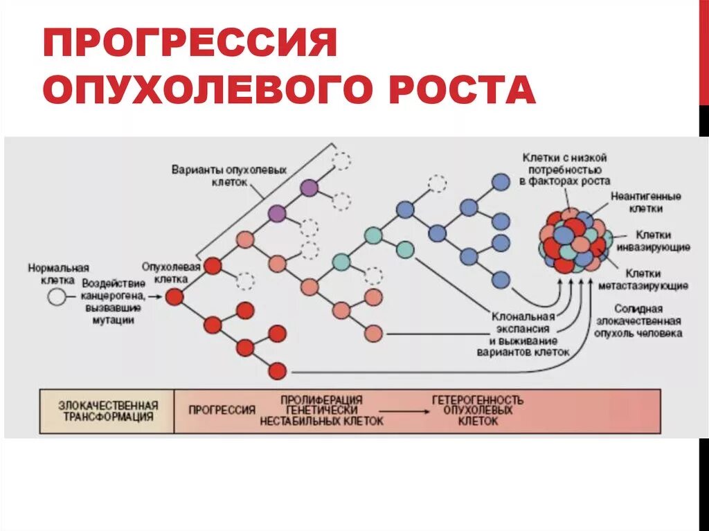 Схема патогенеза опухолевого роста. Механизм раковой клетки схема. Прогрессия опухолевого роста. Механизмы роста опухолей. 3 н фактор