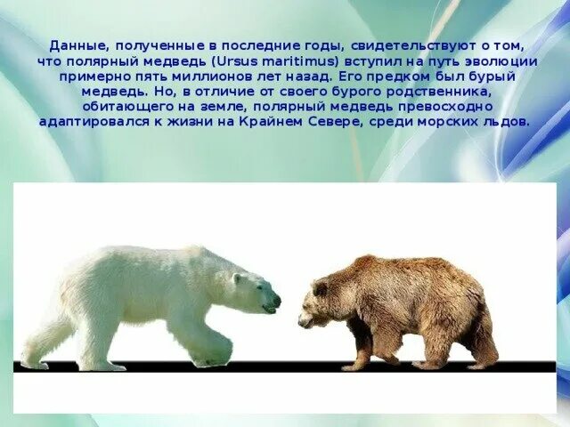 Белый и бурый медведь. Различия белого и бурого медведя. Белый и бурый медведь сравнение. Ребенок белого и бурого медведя.