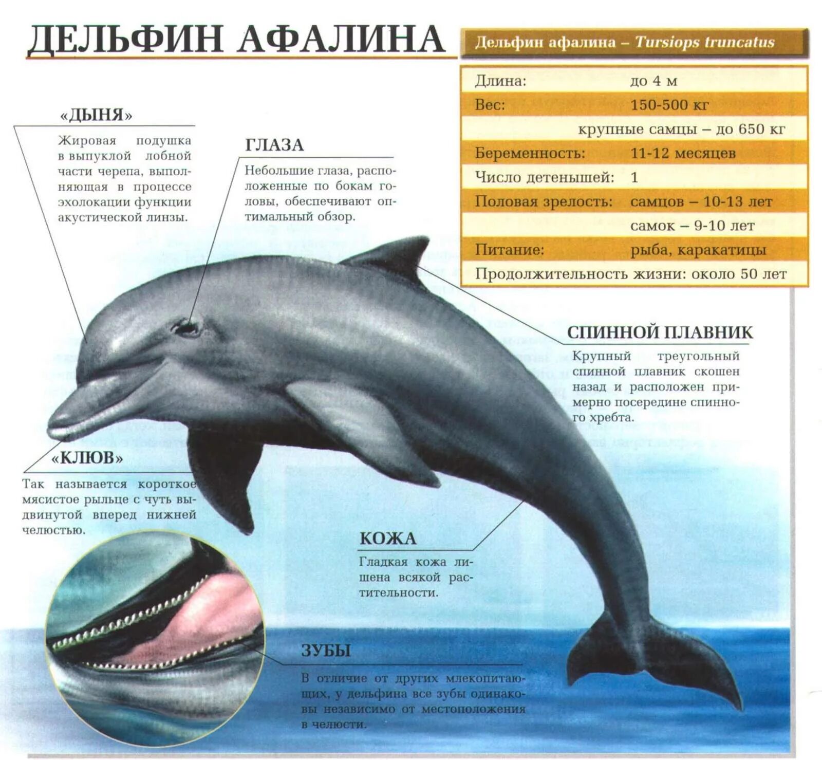Сколько весит самка. Классификация дельфина Афалина. Дельфин Афалина внешний вид. Дельфин Афалина строение. Дельфин Афалина Черноморская Размеры.