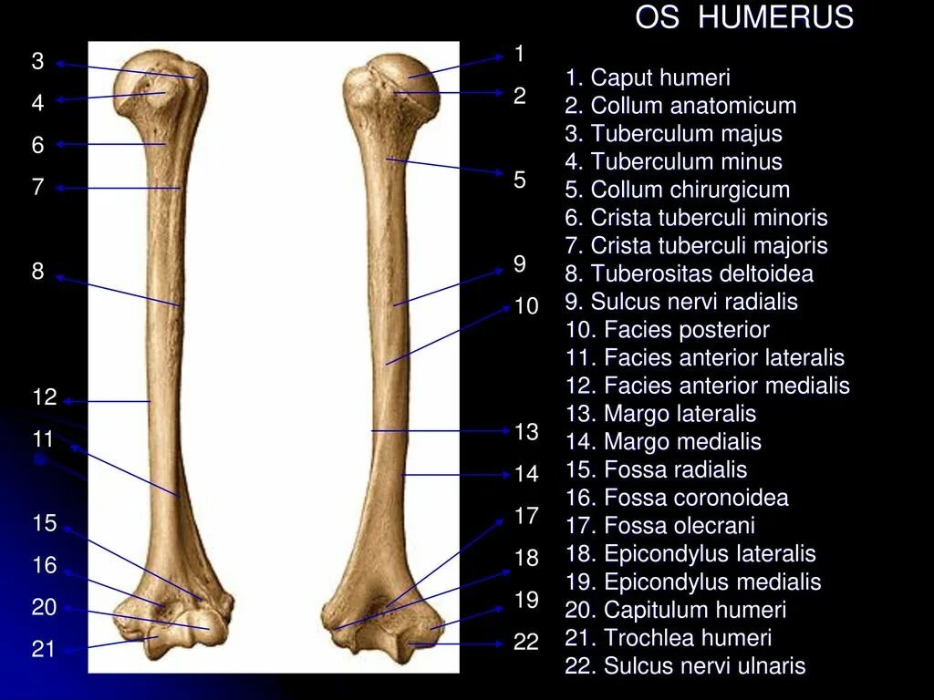 Плечевая кость латынь. Плечевая кость Crista tuberculi Minoris. Os Humerus анатомия. Плечевая кость левая анатомия строение.