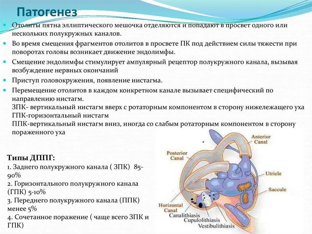 Головокружение появляется при изменении положения тела. Дппг доброкачественное пароксизмальное позиционное. механизм развития головокружения. пароксизмальное позиционное головокружение. дппг доброкачественное пароксизмальное позиционное головокружение.