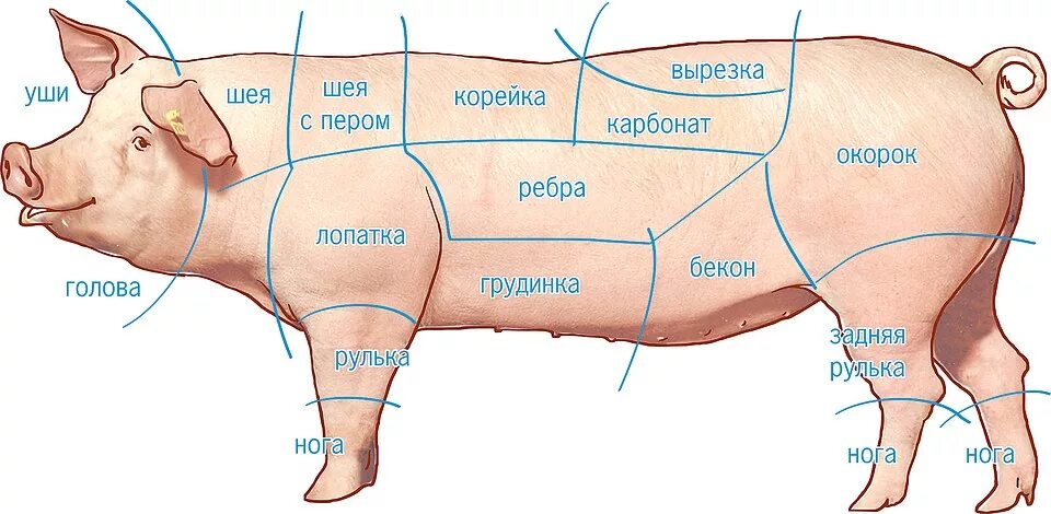 Части свиного мяса. Части туши свиньи корейка. Классическая схема разруба свиной туши. Голяшка свиная что это такое на схеме. Рулька свиная схема разделки.