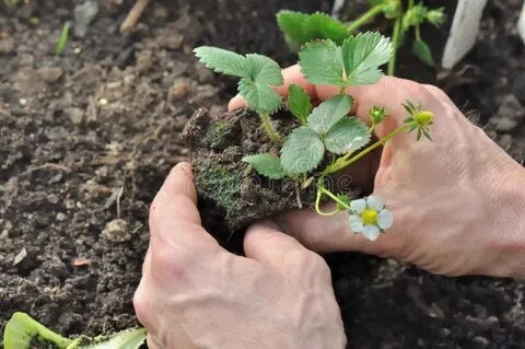 Когда сажают рассаду клубники осенью