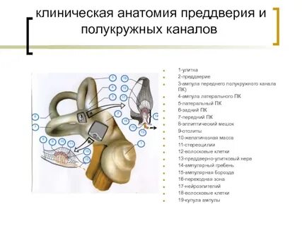 1 полукружный канал