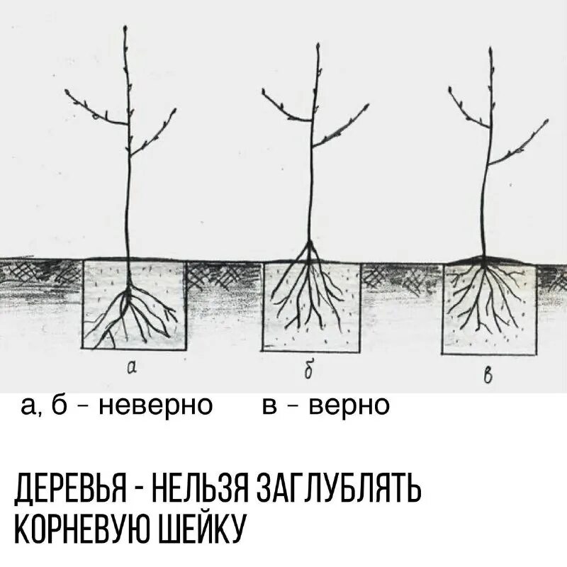 Как сажать яблоню весной. Посадка яблони корневая шейка. Корневая шейка яблони рис. Корневая шейка саженца яблони. Корневая шейка саженца абрикоса.