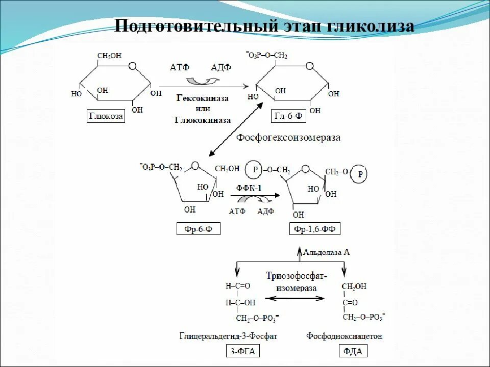 Гликолиз 1 этап реакции. Подготовительный этап гликолиза. Гликолиз Глюкозы этапы. Гликолиз схема превращения.