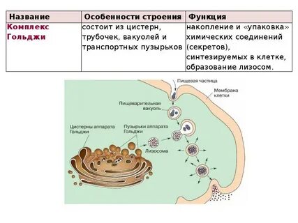 Органоиды вакуоли лизосомы клеточный центр