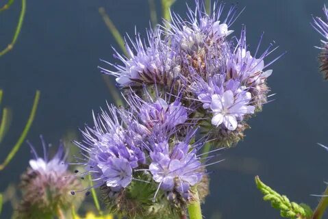 Фацелия культура