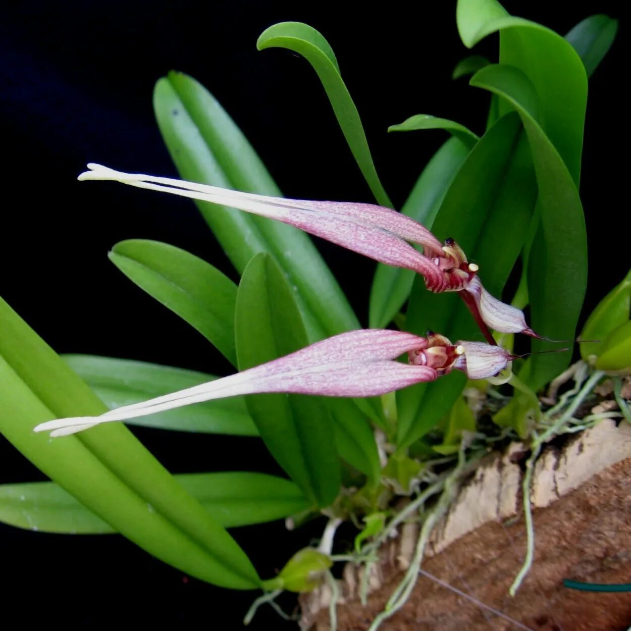 File:Wild orchid 3.jpg - Wikimedia Commons