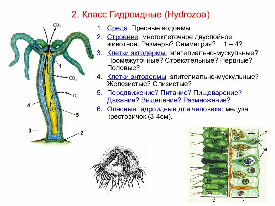 Форма тела кишечнополостных