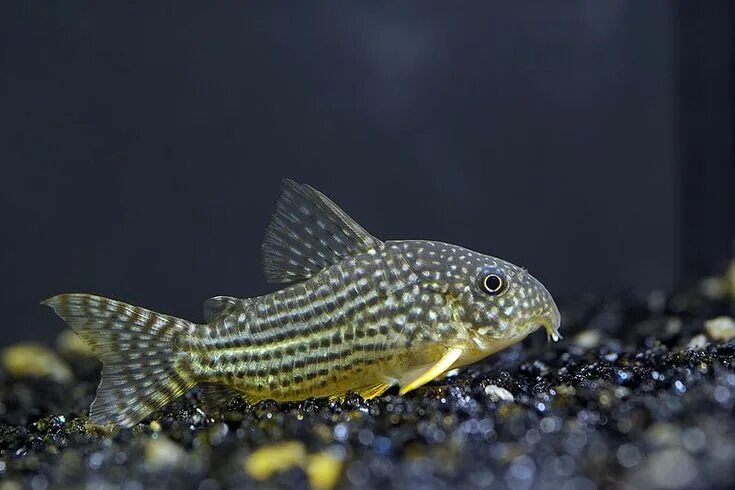 Коридорас трилинеатус (Corydoras trilineatus) 2-2,5 см купить за 111 руб. - ZOOM